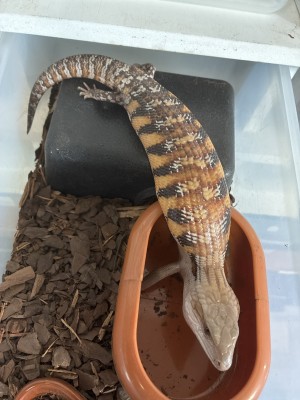 animal image