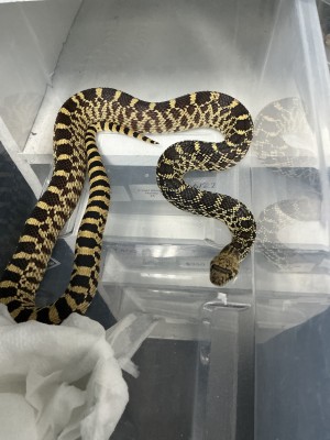 animal image
