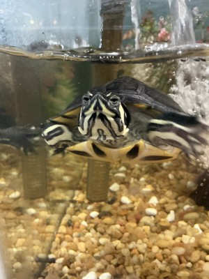 animal image