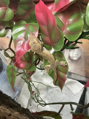animal image