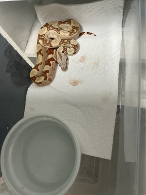 animal image