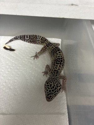 animal image