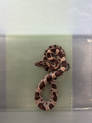 animal image