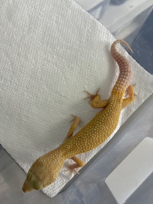 animal image