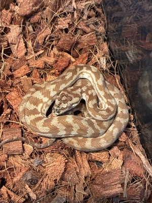 animal image