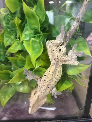 animal image