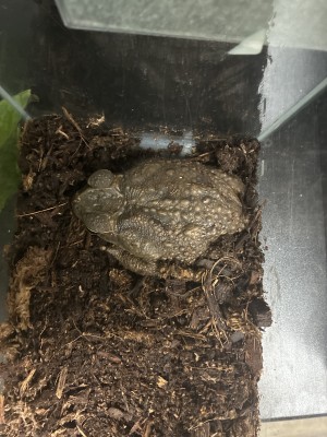 animal image