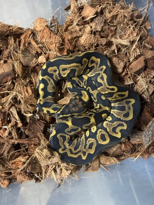 animal image