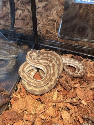 animal image
