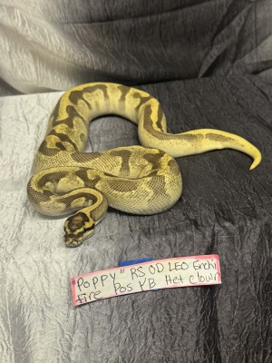 animal image