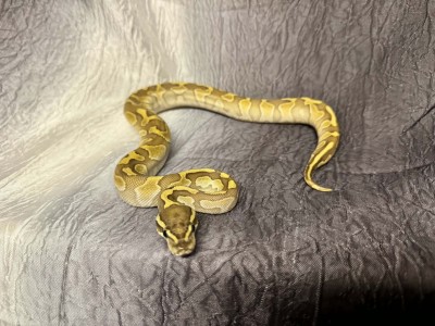 animal image