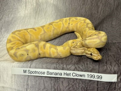 animal image