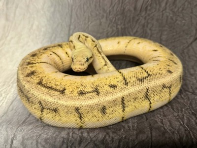 animal image