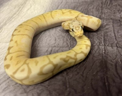 animal image