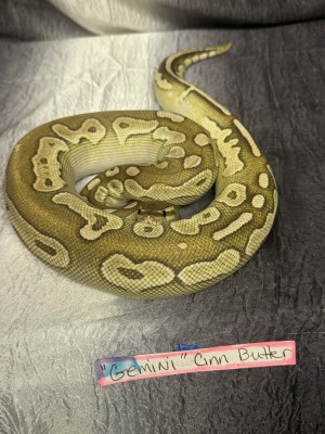 animal image