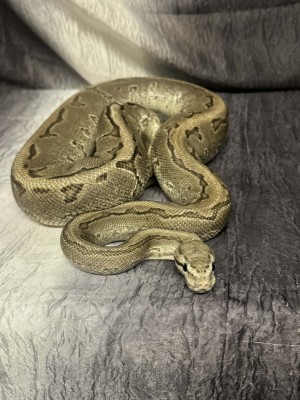 animal image