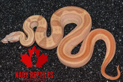 animal image