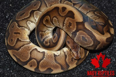 animal image