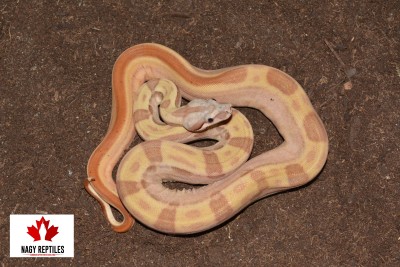 animal image