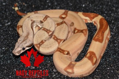 animal image