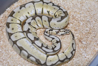 animal image