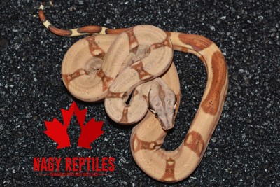 animal image