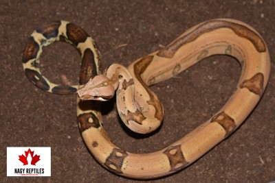 animal image