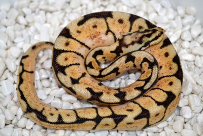 animal image