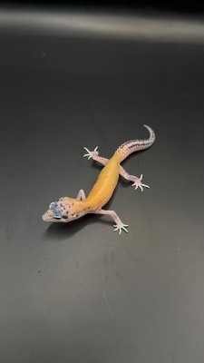 animal image