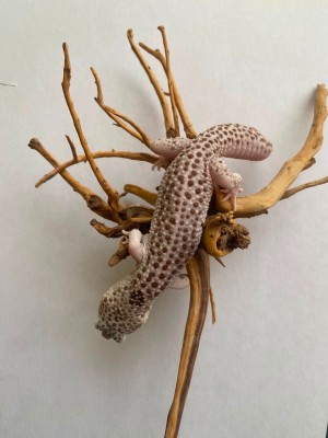 animal image