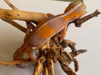 animal image