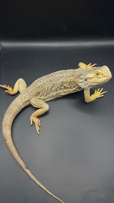 animal image