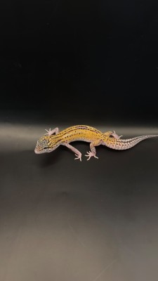 animal image
