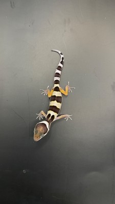 animal image