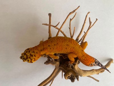 animal image