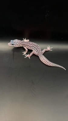 animal image