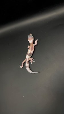 animal image