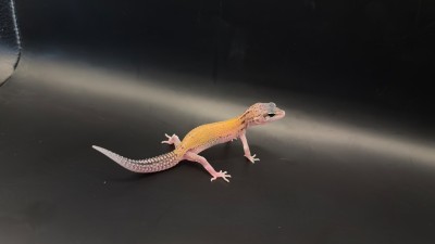 animal image