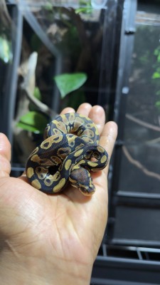 animal image