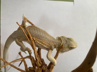 animal image