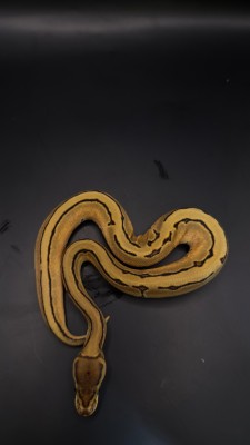 animal image