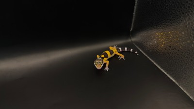 animal image