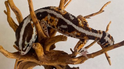 animal image