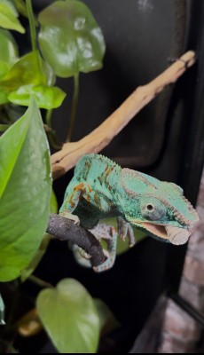 animal image