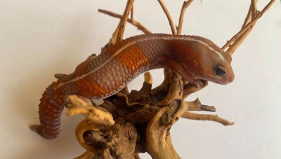animal image