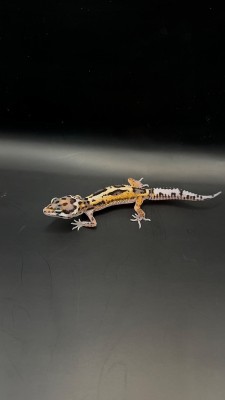 animal image