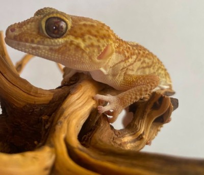 animal image