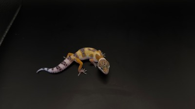animal image