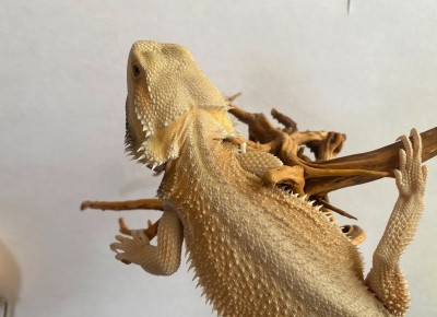 animal image