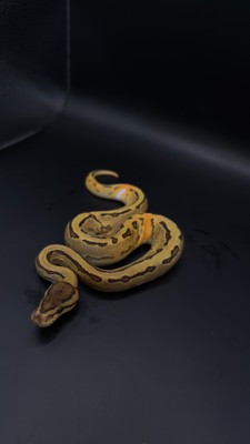 animal image